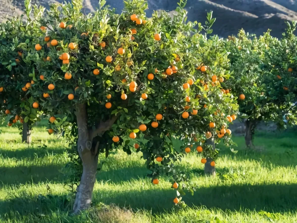 comment bien entretenir son arbre d orange