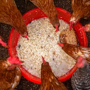 comment bien nourrir les poules en hiver sot rouge avoine