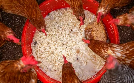 comment bien nourrir les poules en hiver sot rouge avoine