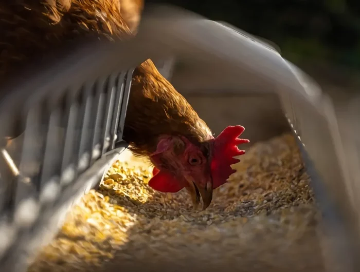 comment bien nourrir les poules frequance quantite aliments par jour