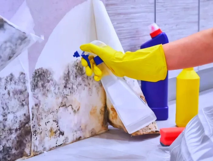 comment bien se debarrasser de la moisissure sur les murs