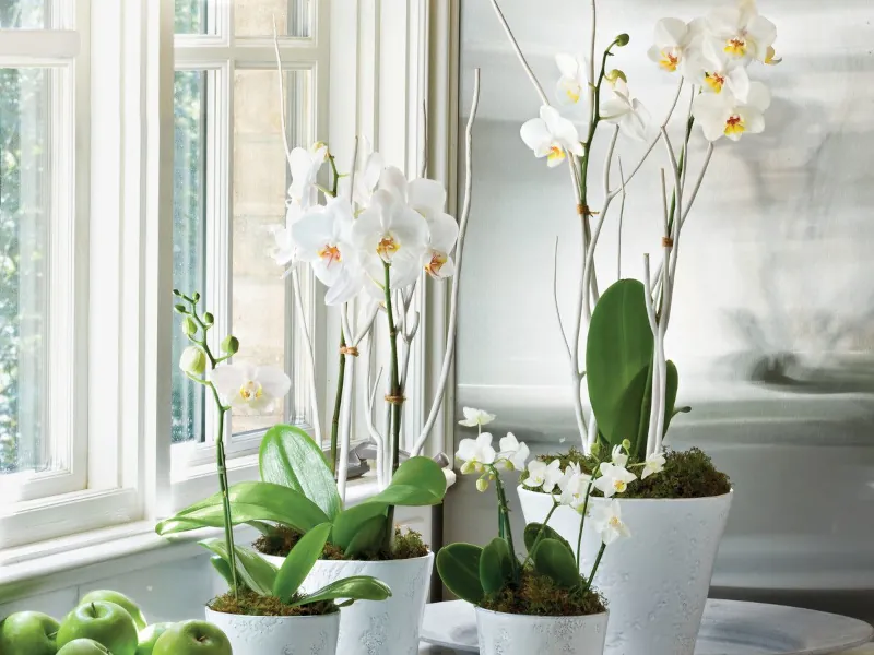 comment bien soigner son orchidees