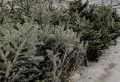 Comment faire pour que mon sapin ne sèche pas aussi vite