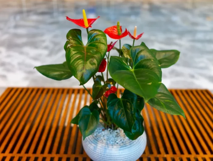 comment entretenir l anthurium conseils de pro