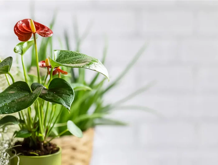 comment entretenir l anthurium pour qu il refleurisse