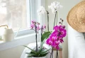 Combien de temps pour qu’une orchidée refleurisse ? Le guide détaillé !