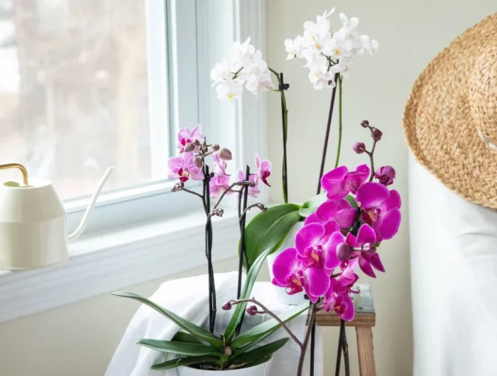 comment entretenir une orchidee en floraison