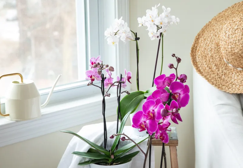 comment entretenir une orchidee en floraison