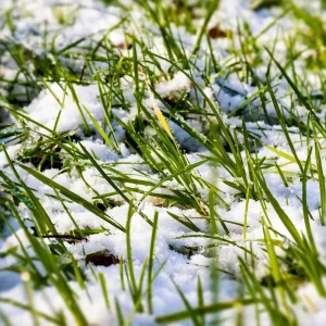 La neige peut-elle endommager la pelouse ?