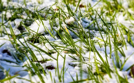 comment entretenir une pelouse en hiver astuces anti pourriture