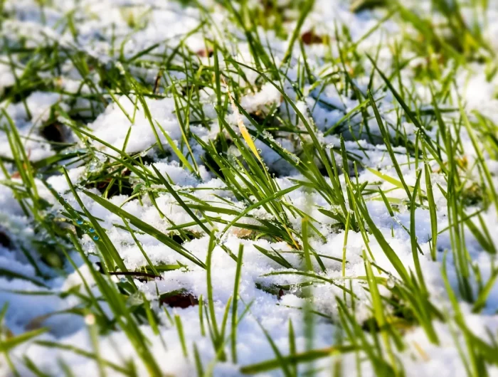 comment entretenir une pelouse en hiver astuces anti pourriture