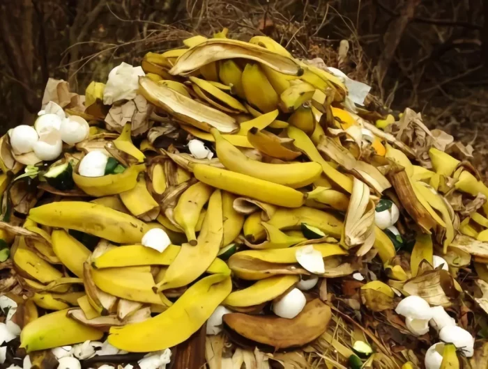 comment faire de l engrais avec des bananes au compost