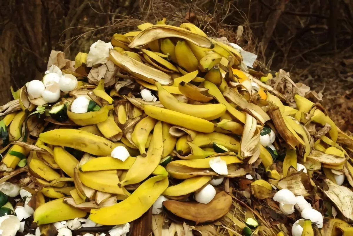 comment faire de l engrais avec des bananes au compost