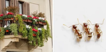 comment faire fuir les fourmis sur balcon plantes pot suspendu