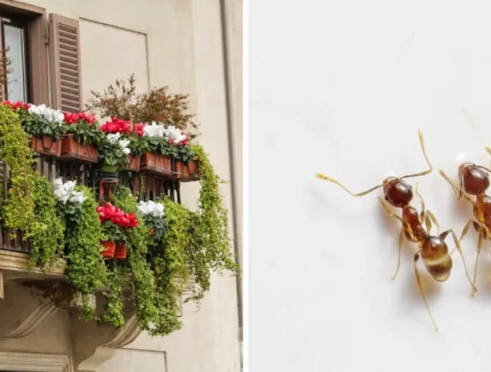 comment faire fuir les fourmis sur balcon plantes pot suspendu