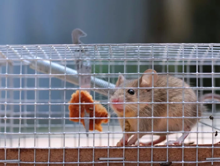 comment faire fuir les rats dans un poulailler