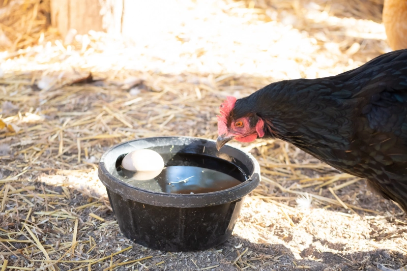 comment faire pour que l'eau des poules ne gèlent pas en hiver