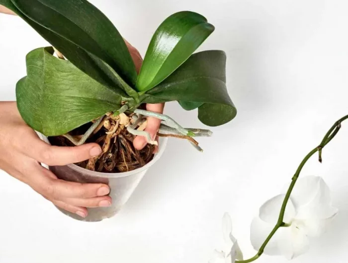 comment faire pour que mon orchidee fleurisse en hiver