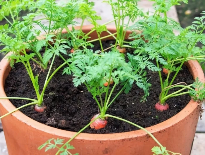 comment faire pousser des carottes en pot