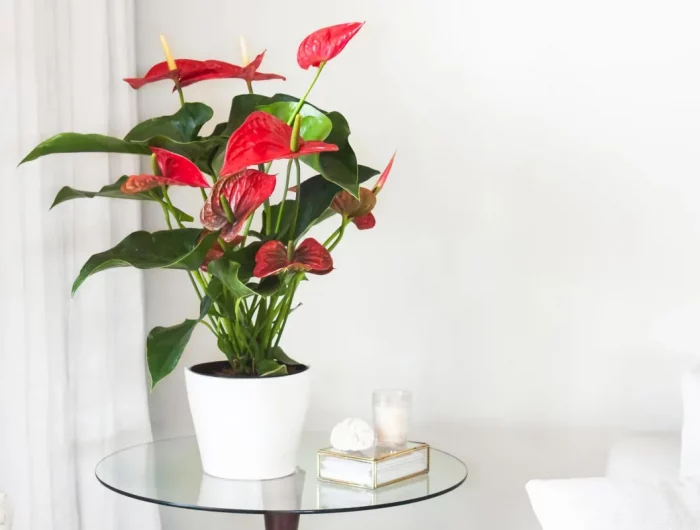 comment faire refleurir l anthurium conseils et astuces