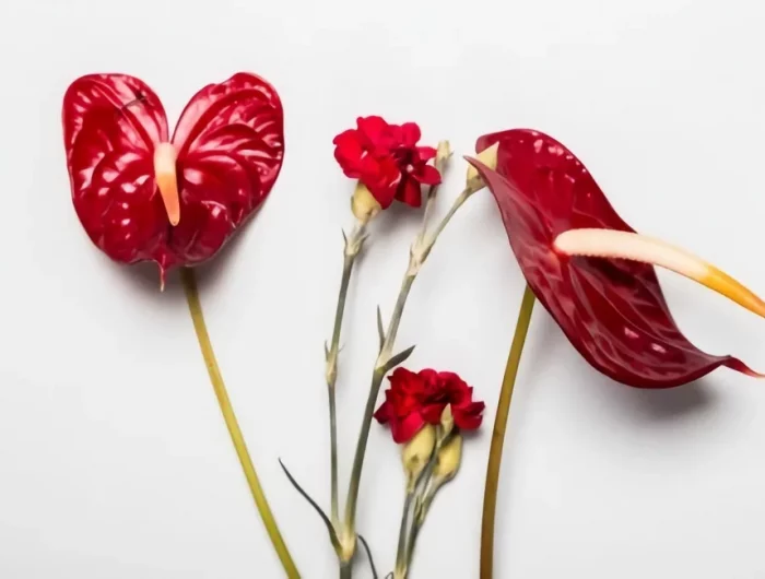 comment faire refleurir un anthurium naturellement fleurs rouges