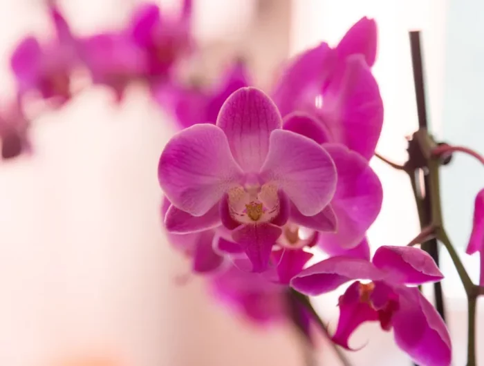 comment faire refleurir une orchidee deja fleurie