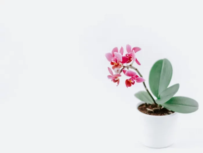 comment faire refleurir une orchidée engrais naturel orchidée