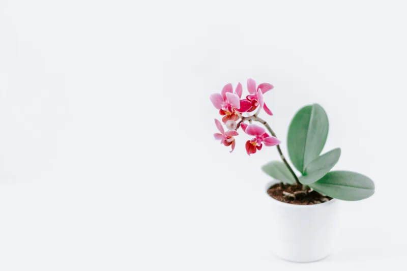 comment faire refleurir une orchidée engrais naturel orchidée