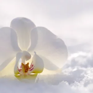 Quelle température pour que l'orchidée fleurisse en hiver ?