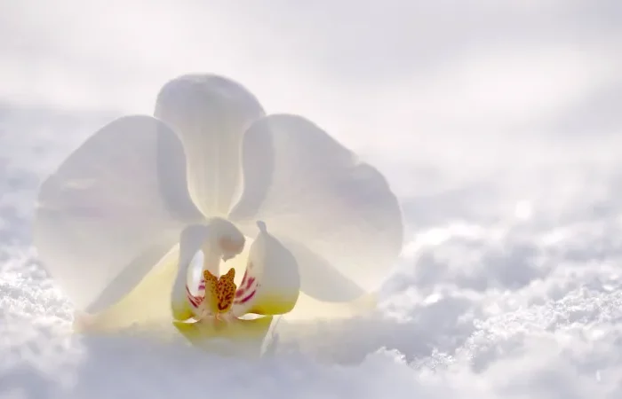 comment favoriser la floraison hivernale de l orchidee