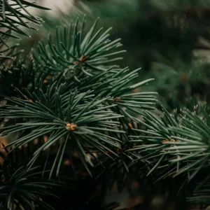 Comment faire pour que mon sapin ne sèche pas aussi vite