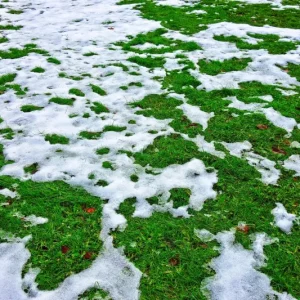 Comment garder une pelouse verte en hiver ? Un défi à surmonter facilement pour avoir une herbe luxuriante