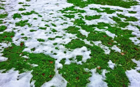 comment garder une pelouse verte en hiver gazon en neige