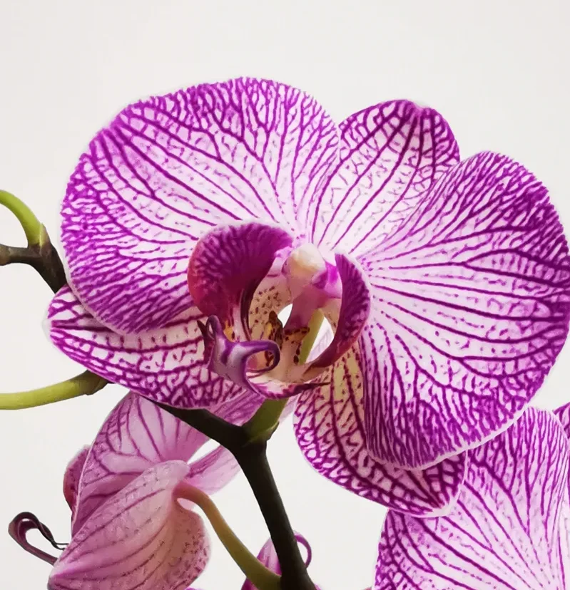 comment mettre de l engrais à une orchidée engrais maison pour orchidée idées
