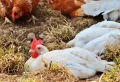Quel goût ont les œufs de poules nourries aux graines de lin ?