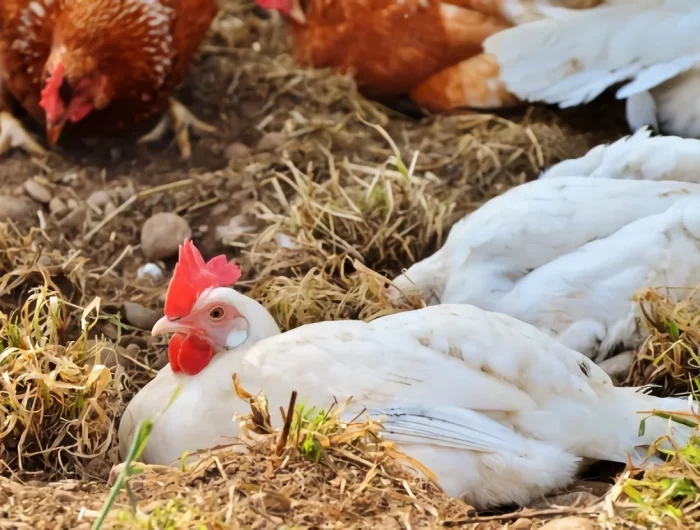 comment nourrir poules graines de lin vertus sante