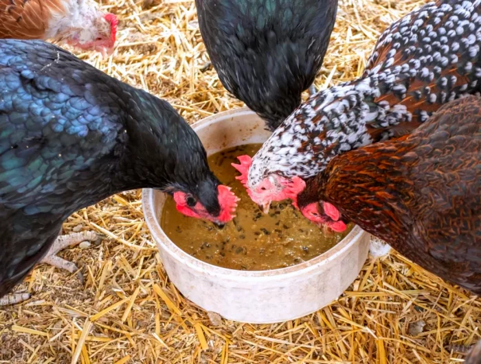 comment prendre soin de ses poules en hiver mangeoire