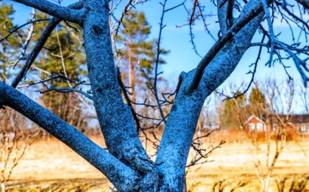 comment preparer et appliquer la bouillie bordelaise sur les arbres fruitiers