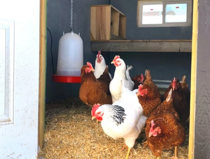 comment preparer les poules pour le froid poulailler