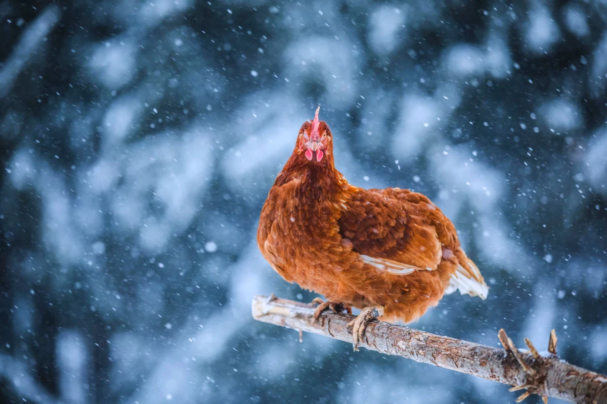 comment proteger les poules de l'hiver