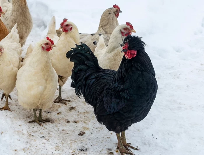 comment proteger les poules du froid