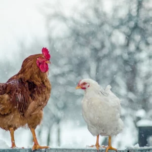 Comment protéger les poules du froid en hiver sans électrcité ? Astuces pratiques pour les garder en bonne santé !