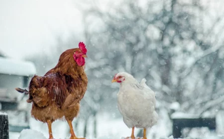 comment proteger les poules du froid et de la neige