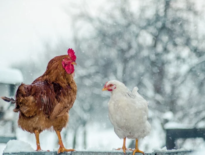 comment proteger les poules du froid et de la neige
