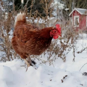 Comment réchauffer les poules en hiver sans électricité ? Conseils utiles pour les garder en bonne santé !