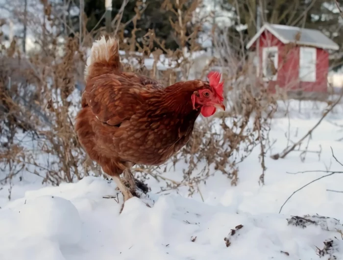 comment rechauffer les poules en hiver neige coq