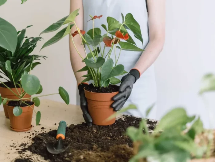 comment rempoter un anthurium et quel ty e de sol pour cette plante