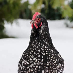 Comment savoir si les poules ont froid ? Voici à quoi faire attention !
