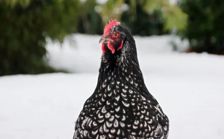 comment savoir si les poules ont froid neige nature