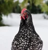 comment savoir si les poules ont froid neige nature